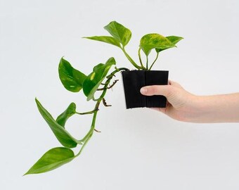 Devil Ivy Etsy - epipremnum aureum golden pothos 1 plant devil s ivy pothos indoor houseplant trailing vine houseplant hanging basket