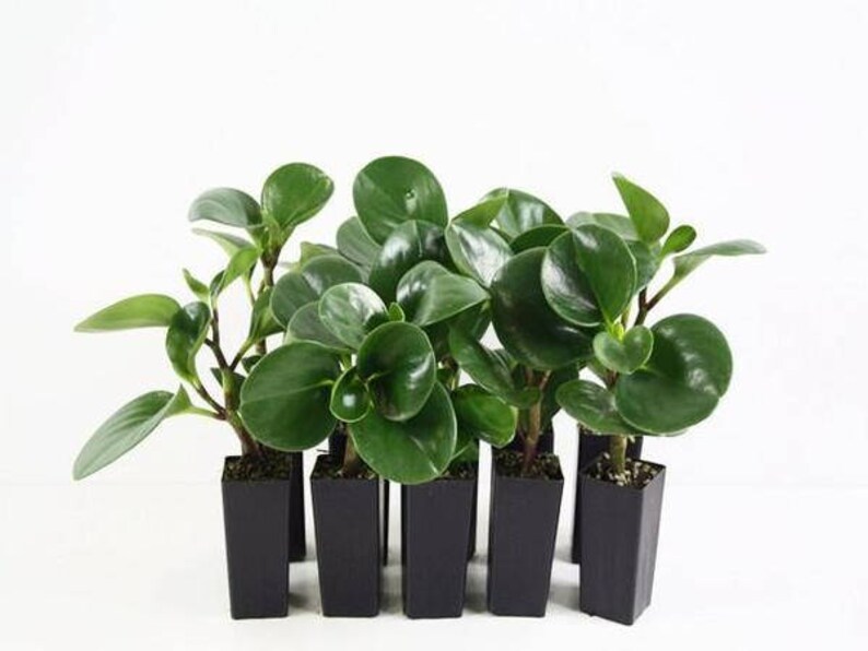 Пеперомия сморщенная peperomia caperata. Пеперомия магнолиелистная. Пеперомия туполистная цветет. Пеперомия пересадка. Пеперомия туполистная черенком.