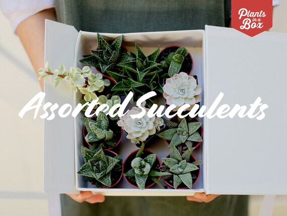 Assorted Succulent Box Rare Succulents Etsy