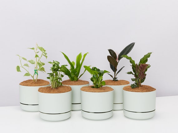 ceramic succulent pots Sculpey III Oven Bake Clay Kit NOTM707261 main image 0