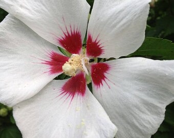 Blank Greeting Card 1: Single White Wildflower for You