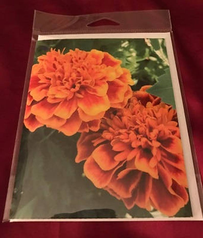Blank Greeting Card 4: Marigolds image 2