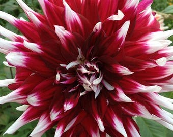 Blank Greeting Card 6: Spikey Dahlia Flower for You