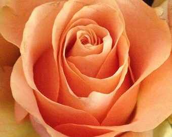 Blank Greeting Card 3: Peach Rose