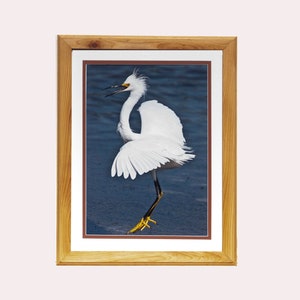 Angry Egret