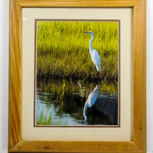 Egret Reflecting in Estuary with Spartina Grass