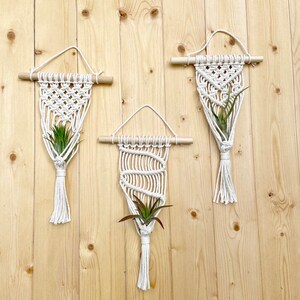 May include: Three macrame plant hangers with wooden dowels and green air plants. The hangers are white and have a fringe at the bottom.