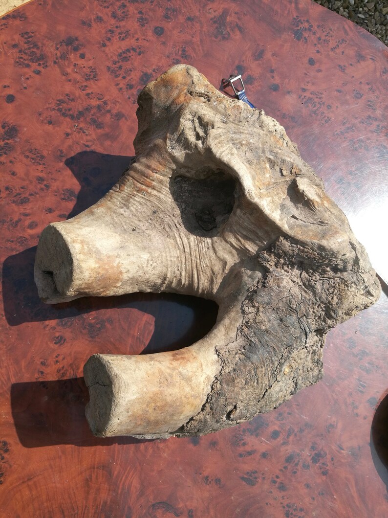 Driftwood Pigs Head Nautical Decor Reclaimed Wood Art Etsy