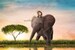 Baby Elephant Drinking Safari Digital Background for photography / Backgrounds & Overlays for Photoshop / 