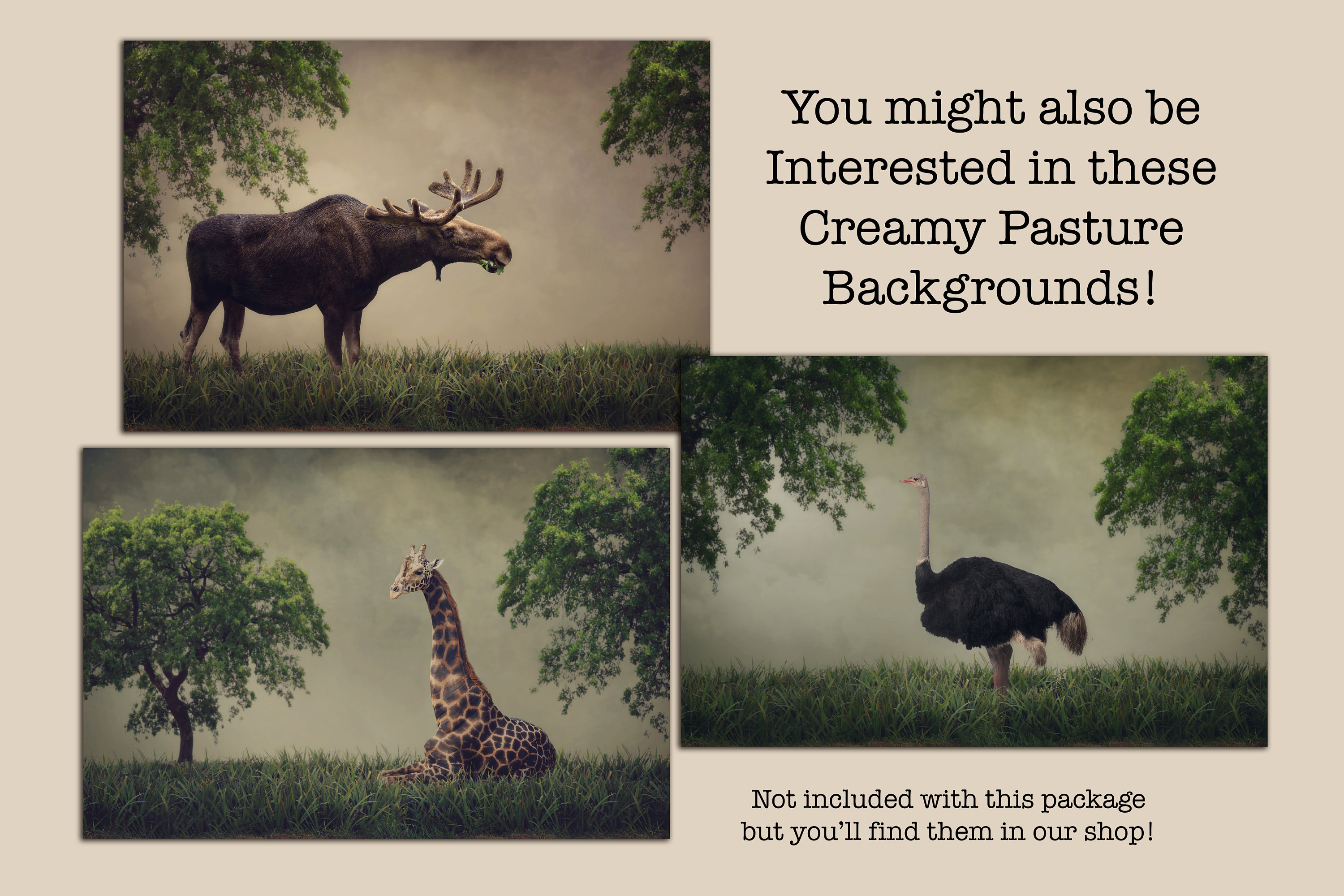 Apple Orchard Digital Background / Digital Backdrop / Fantasy | Etsy