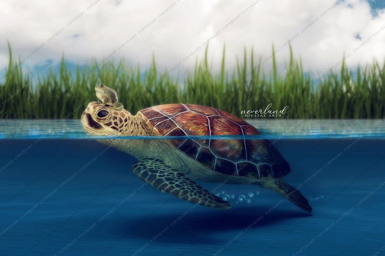 2 PACK Smiling Turtle Digital Background For Photography Compositions / Photoshop Backgrounds and Overlays for Photographers image 3