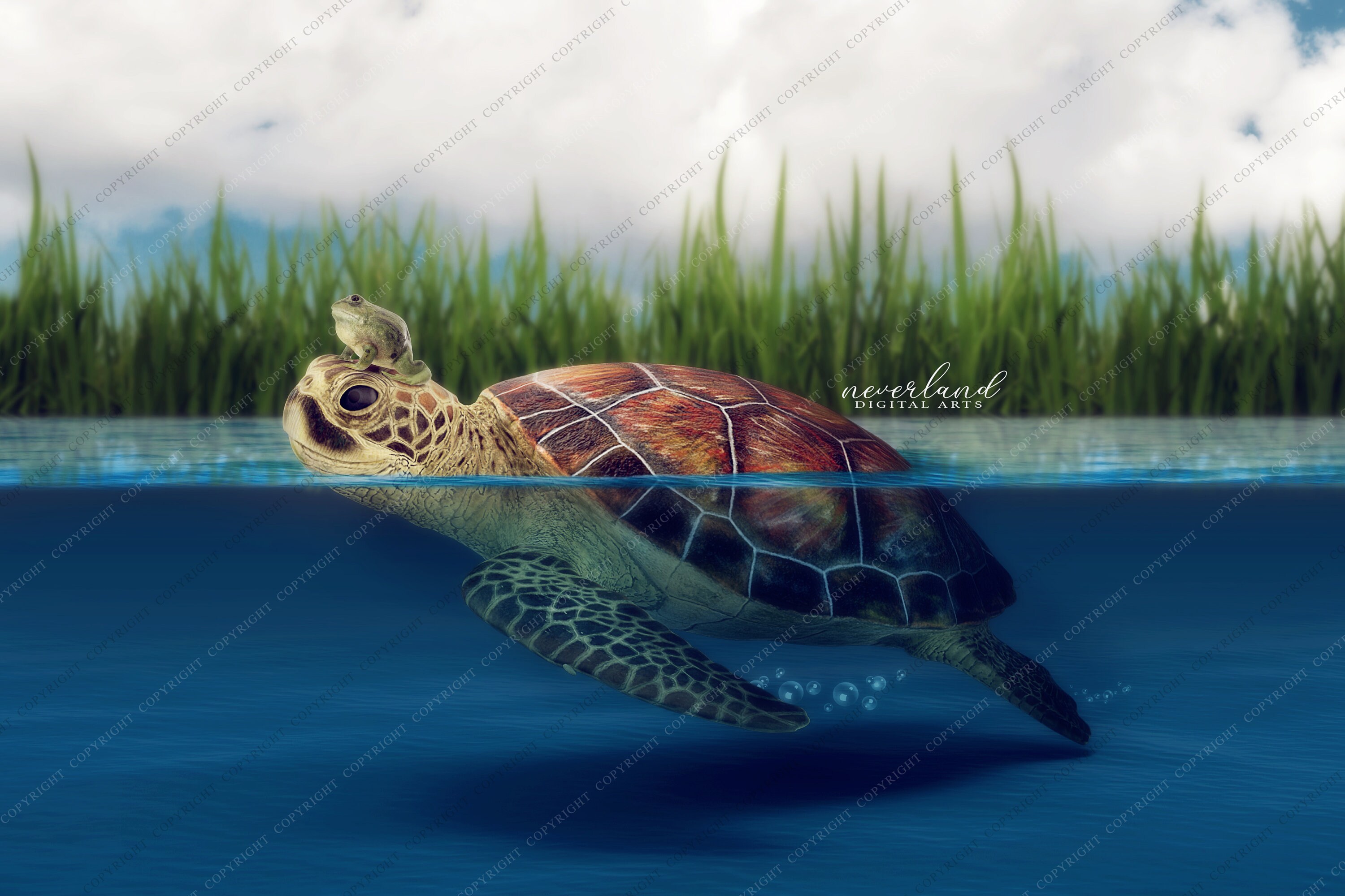 2 PACK Smiling Turtle Digital Background for Photography Compositions ...