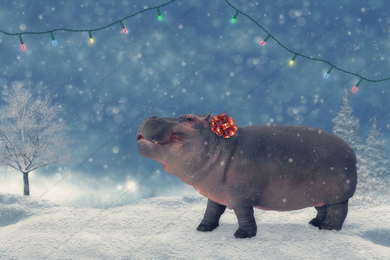 Hippopotamus For Christmas 