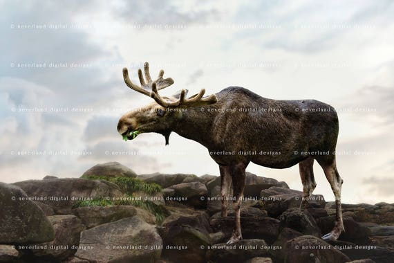 Moose Backdrop Background / Digital Background / Fantasy | Etsy