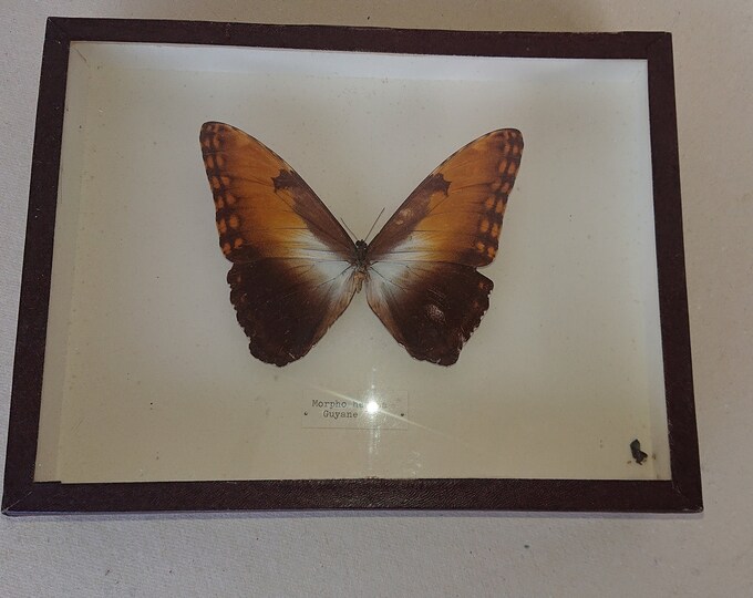 Véritable papillon naturalisé, Morpho hecuba, Guyane