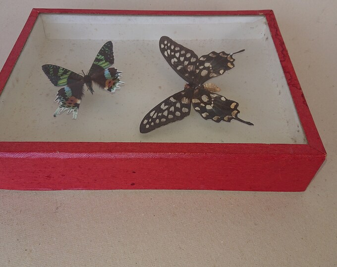 Véritable papillon de Madagascar naturalisés, Urania ripheus, Pharmacophagus antenor