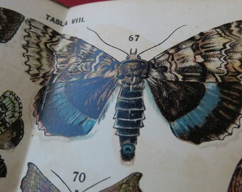 ancien livret d'histoire naturel des papillons, 129 illustrations en couleurs,Nuevo atlas de historia natural con 129 ilustraciones