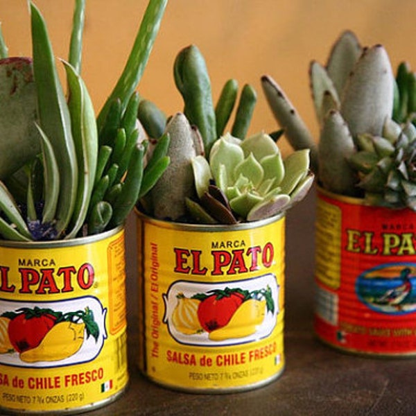 Garden Container  Large El Pato cans for Flower Pots  Herbs  Succulents, Indoor Outdoor Plants. Table Centerpieces, Fiesta Decorations