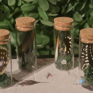 May include: Four small glass bottles with cork stoppers, each containing a preserved butterfly wing. The wings display various patterns in shades of brown, black, yellow, and white, set against a bed of green moss.