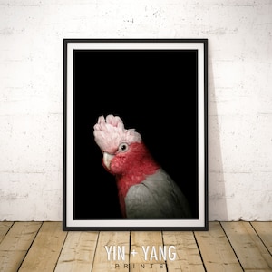 Pink Cockatoo Art Print: Australian Tropical Bird (Digital Download)