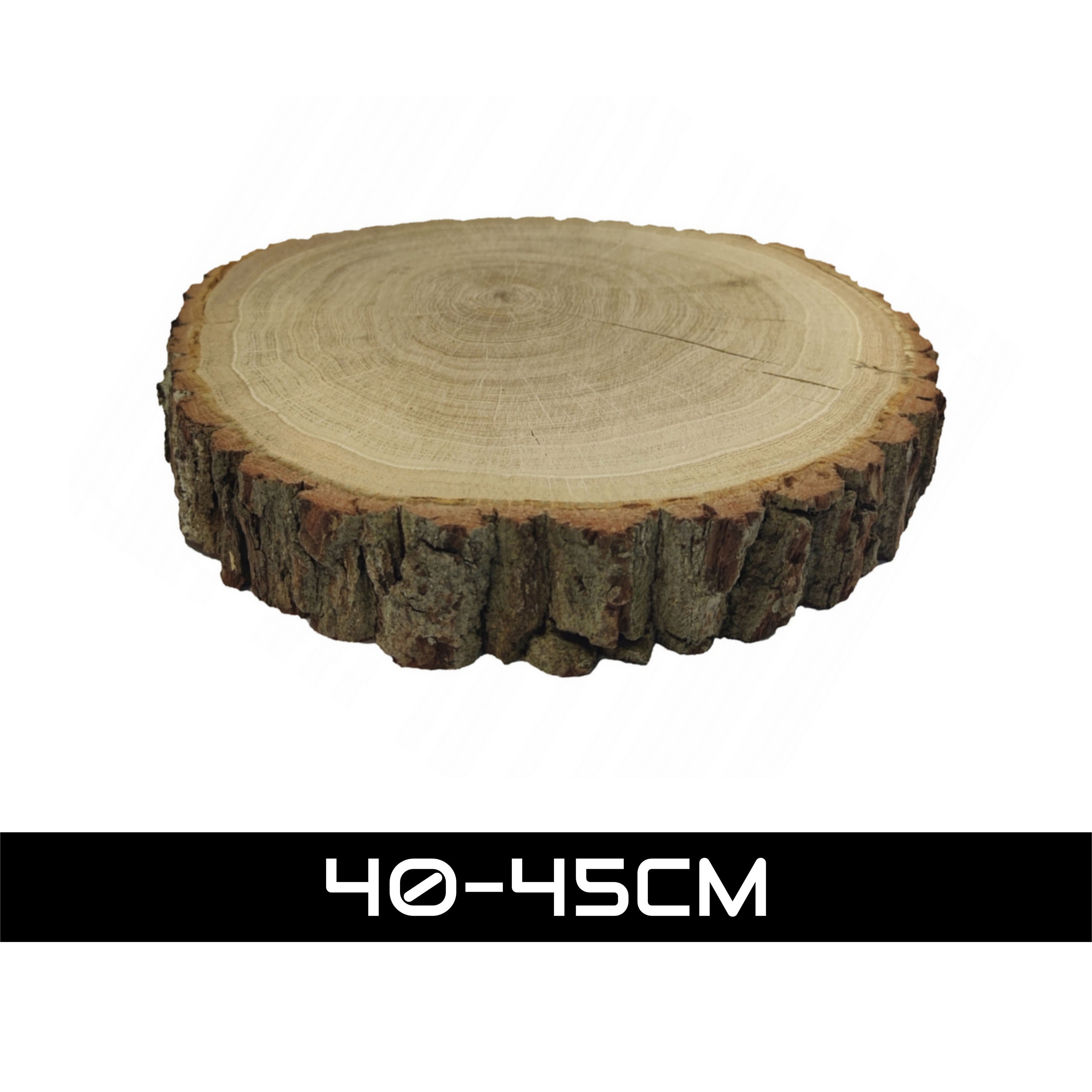 Birch Wood Slices Raw Birch Tree Circles Rustic Wood Rounds for