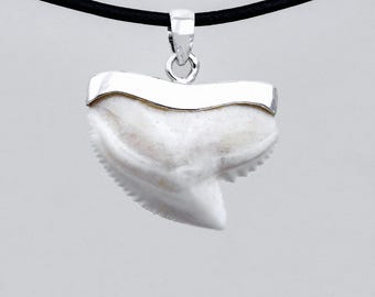Dente Di Squalo Tigre Moderna Bianco 1-1/8 Di Pollice Torched Migliori Gioiellerie Di Denti Fatti Per Ordine Pendente Di Collana S4-107 - Italia - Foto 4