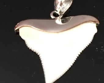 25mm bull shark tooth capped in solid 92.5 sterling silver fishing diving charm hand made unique shark tooth necklace