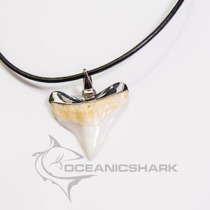 Bull shark tooth necklace, bull shark tooth big bull shark teeth, sterling silver shark tooth charm, sterling silver shark tooth pendant