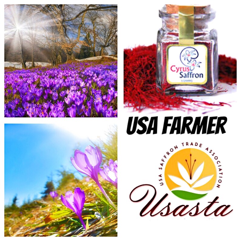 Saffron Organicusa Grown Saffron 2224 Karat 5 Gram Jar Etsy