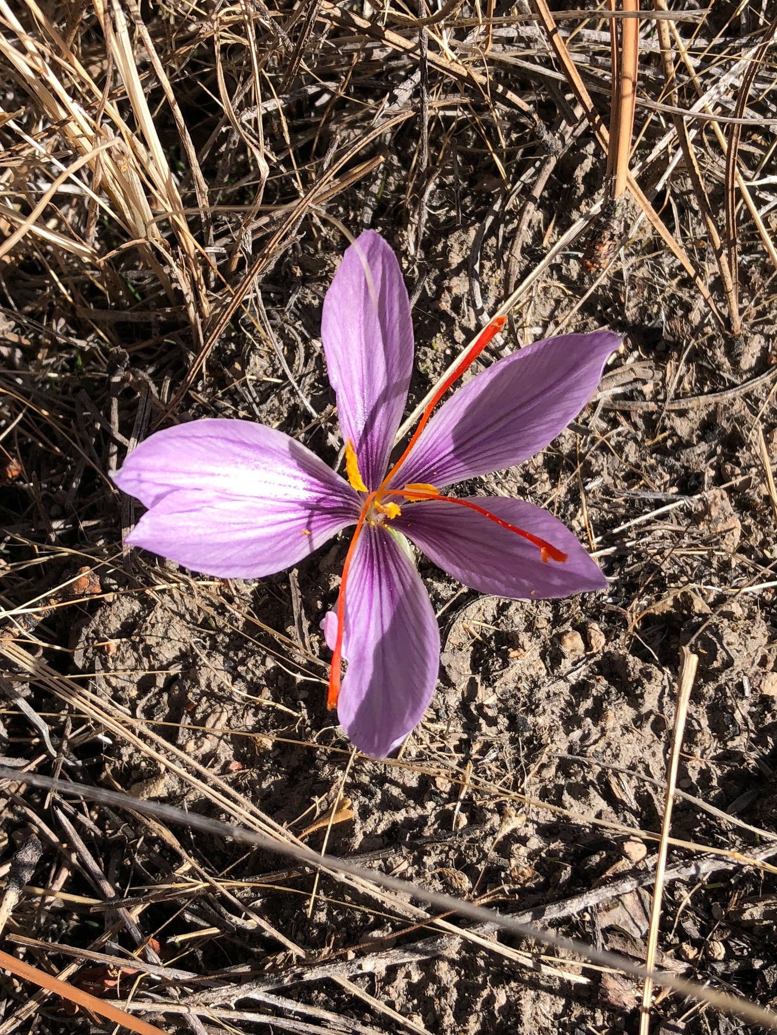 Saffron Organicusa Grown Saffron 2224 Karat 5 Gram Jar Etsy