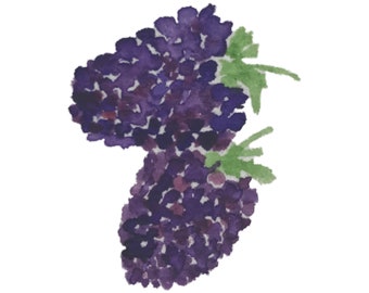 Watercolor Blackberries