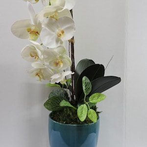 New White Phalaenopsis Orchid Arrangement Real Touch Turquoise Ceramic Pot Bamboo Trellis Mood Moss Natural Preserved