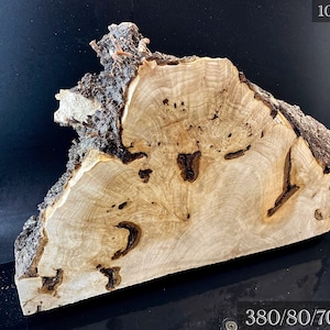 WALNUT WHITE BURL Wood Very Rare, Blank for woodworking, turning. France Stock. #W.164