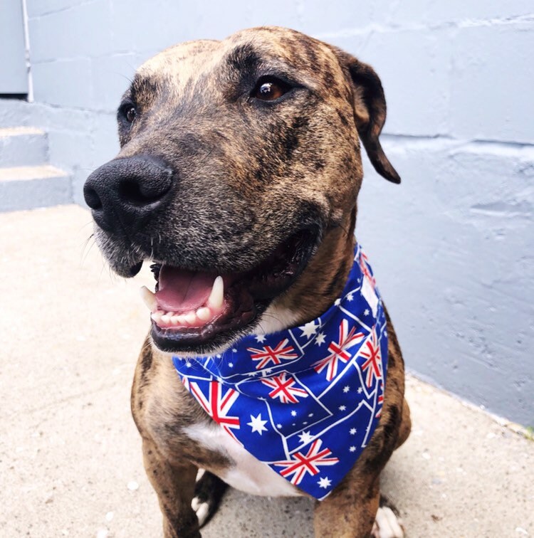 Australia Day Limited Dog Bandana Dog accessories Etsy