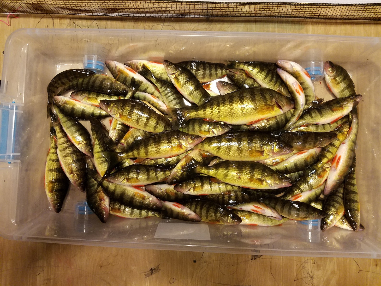 Perch Minnow Rig Etsy