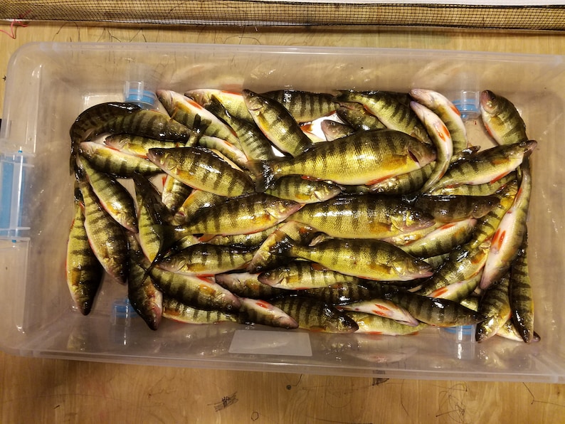 Perch Minnow Rig Etsy