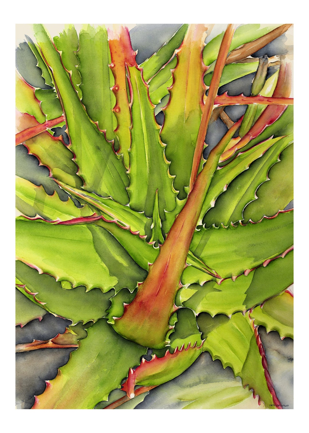 Aloe Vera Art Print 70x50 Cm, Numbered and Signed. Made From My ...