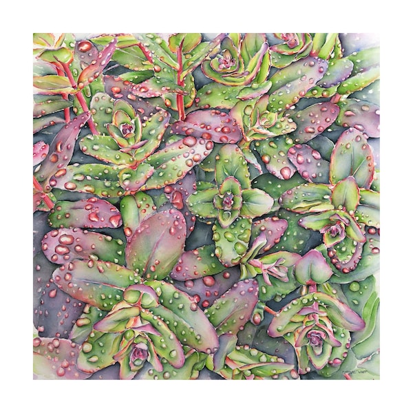 Sedums in the rain - art print 50x50 cm, numbered and signed. Made from my watercolor