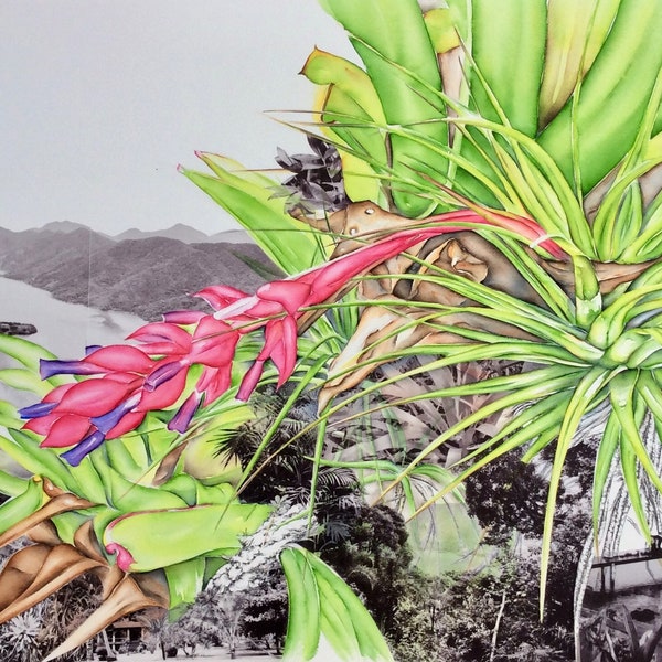 Broméliaceae Saco do Mamangua (Na Mata series) - Art print 70x100 cm - limited numbered edition signed