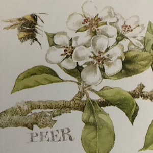 Illustrazioni di mela, pera e fiori di ciliegio di Marjolein Bastin per Paper Crafting