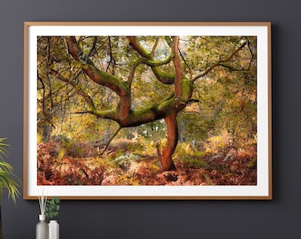 Tree Photography Print, Oak Tree Photo, Autumn Woodland Landscape, Nature Print, Botanical Wall Art, Decor, Large, Living Room Art