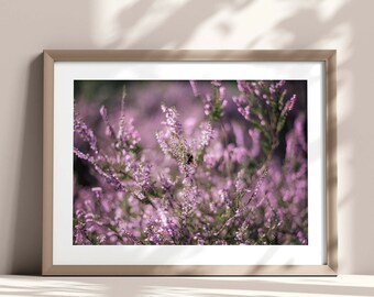 Stampa fotografica di fiori di erica: paesaggio floreale viola da parete