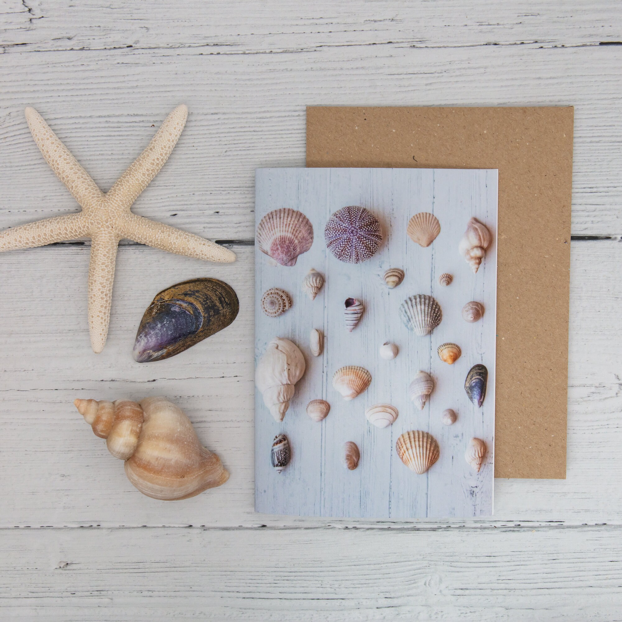 Set of 8 Seashell Note Cards Seashell Greeting Cards Blank | Etsy