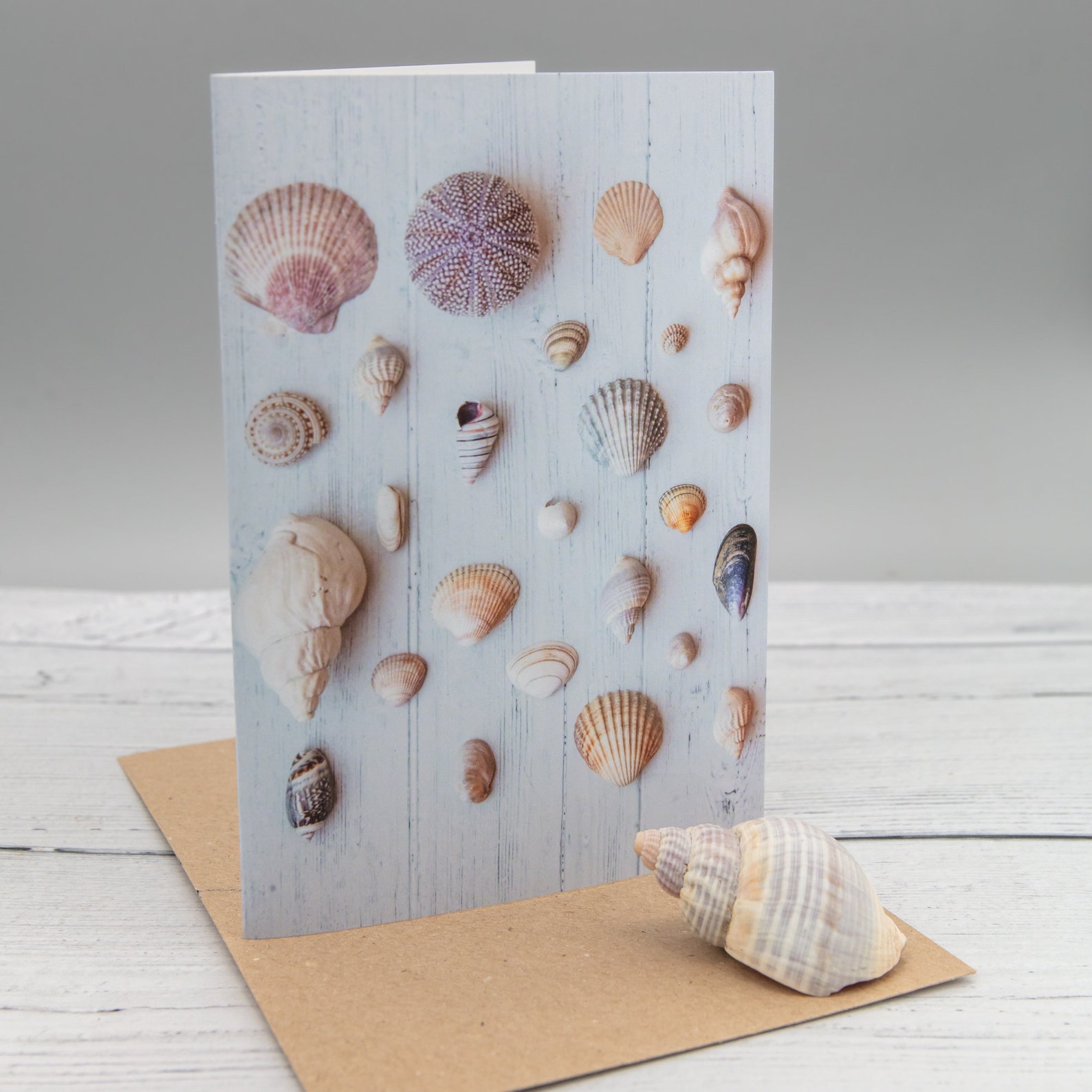 Set of 8 Seashell Note Cards Seashell Greeting Cards Blank | Etsy