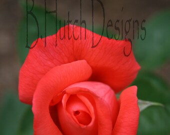 Red Rose Photography, Digital Download, Nature Print, Botanical Photography, Floral Print, Wall Art, Home Decor