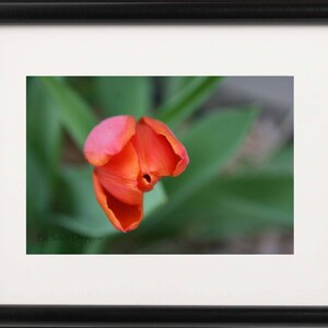 Red Blooming Tulip, Nature Photography, Digital Download, Flower Printable, Wall Art Decor, Nature Print, Home Decor