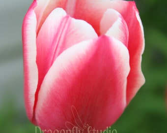 Pink Tulip Flower Photography, Nature Wall Art, Home Decor (Digital Download)