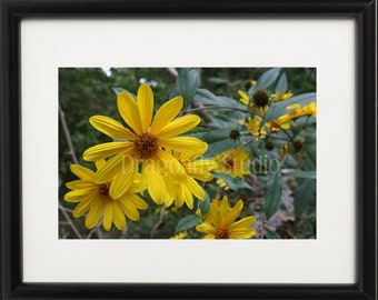 Yellow Native Flower,  Nature Photography, Flower Photography, Digital Download, Wall Art Decor, Nature Print, Home Decor