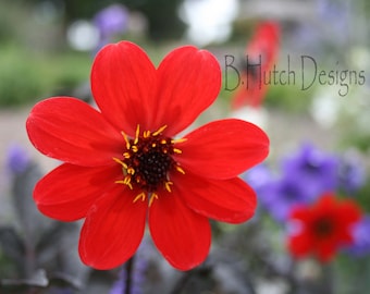 Red Flower Photography Print, Botanical Wall Art (Digital Download)