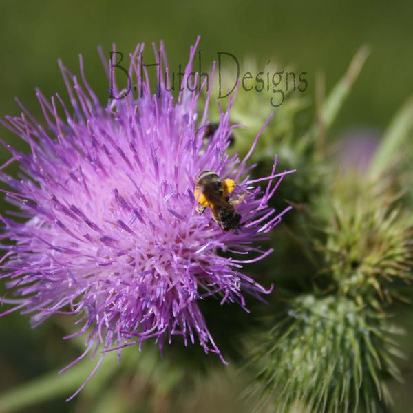 Bee Landing on Thistle, Digital Download, Nature Print, Botanical Photography, Floral Print, Wall Art, Home Decor, Bug Photo